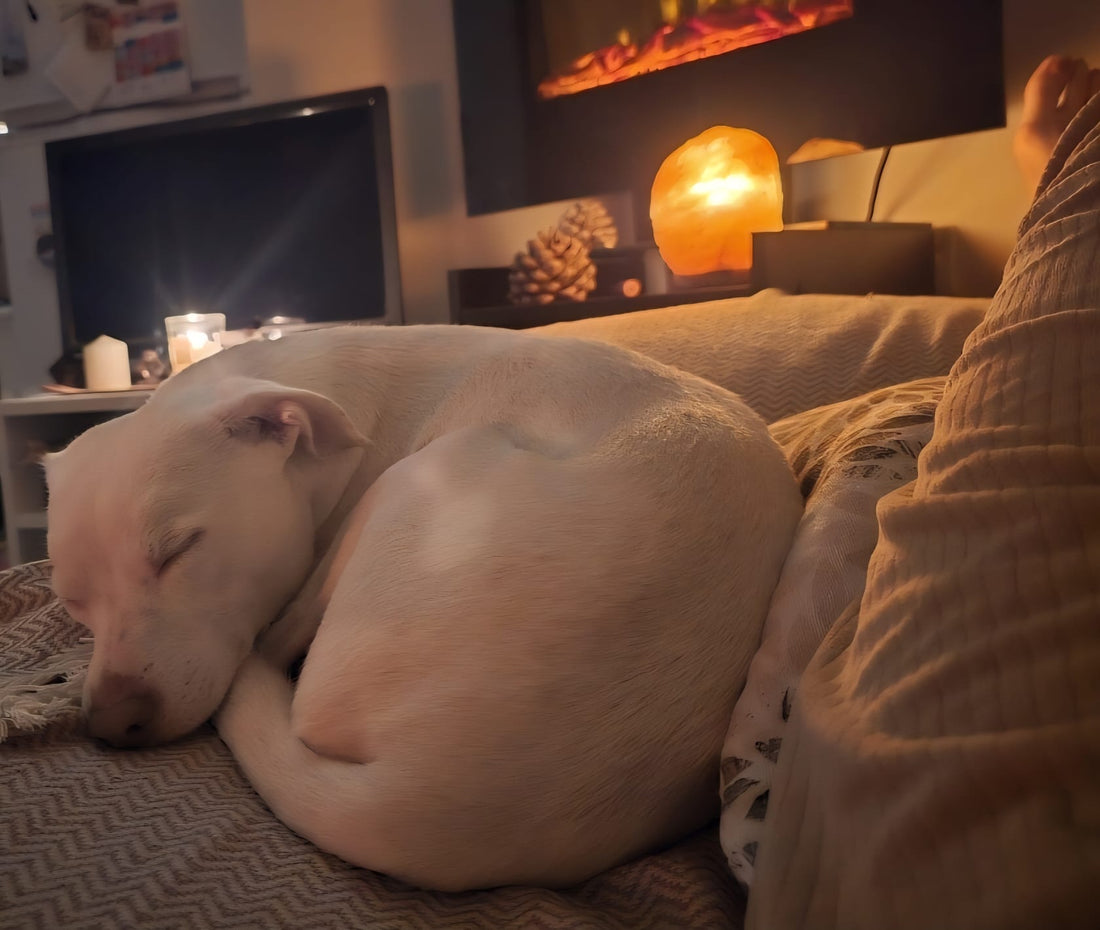 La casa cambia cuando llegan tus mascotas a ella
