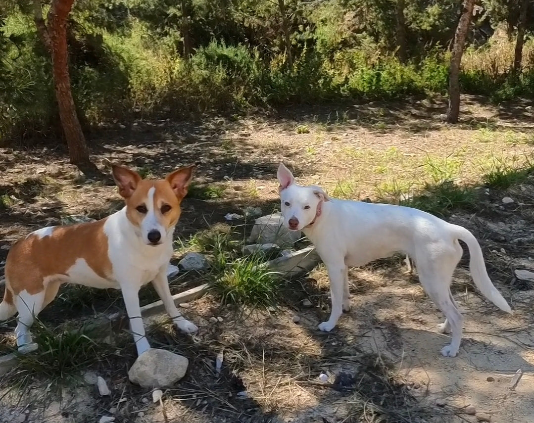 Paseo y adiestramiento